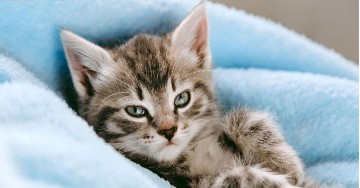 Firefighters Free Kitten Stuck in Soda Machine - Goodnet