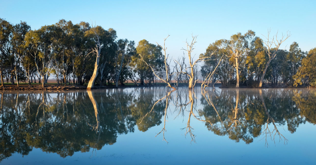 Mirror Images Form Pure Delight - Goodnet