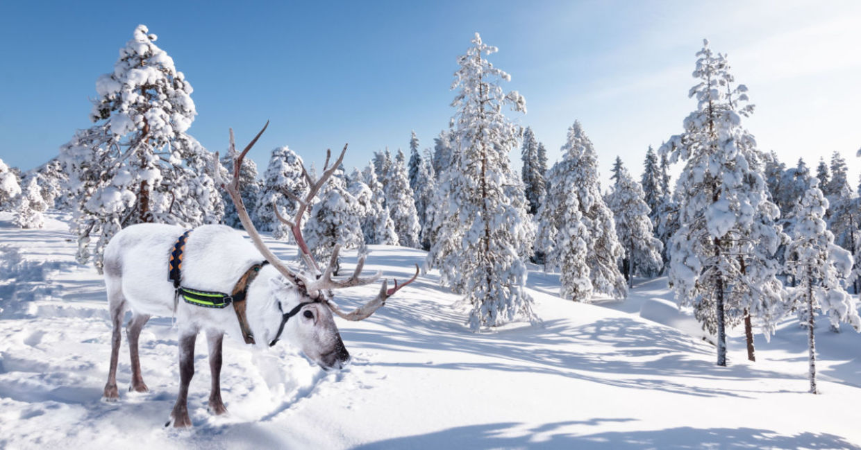 Three White Reindeer Calves are Joining the Festivities - Goodnet