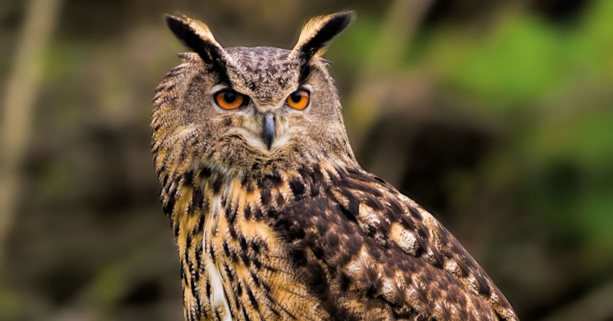 An Owl’s Great Escape is Captivating New Yorkers - Goodnet