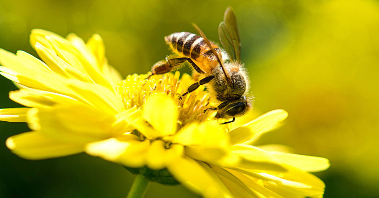 Do You Know These Fun Facts About Bees? [quiz] - Goodnet