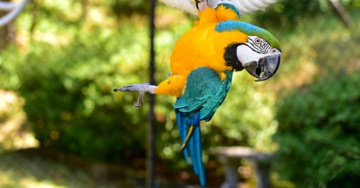 Does Your Pet Parrot Spend Too Much Time Alone? - Goodnet