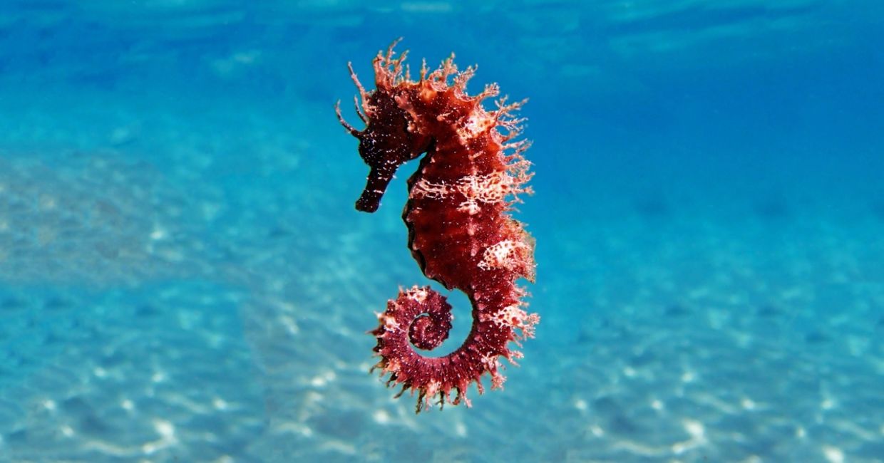 Mediterranean seahorse.