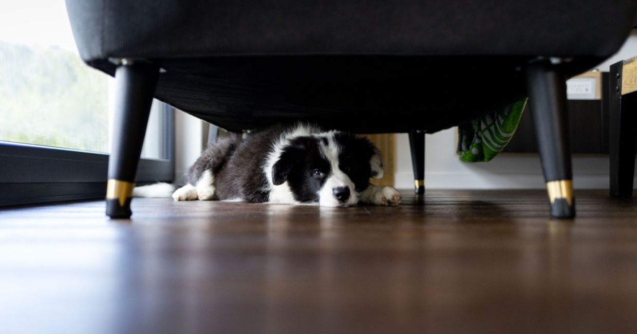 Adorable puppy hiding under the sofa at home.