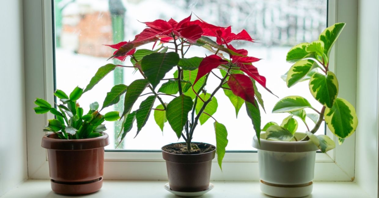 Plants on a sunny windowsill.