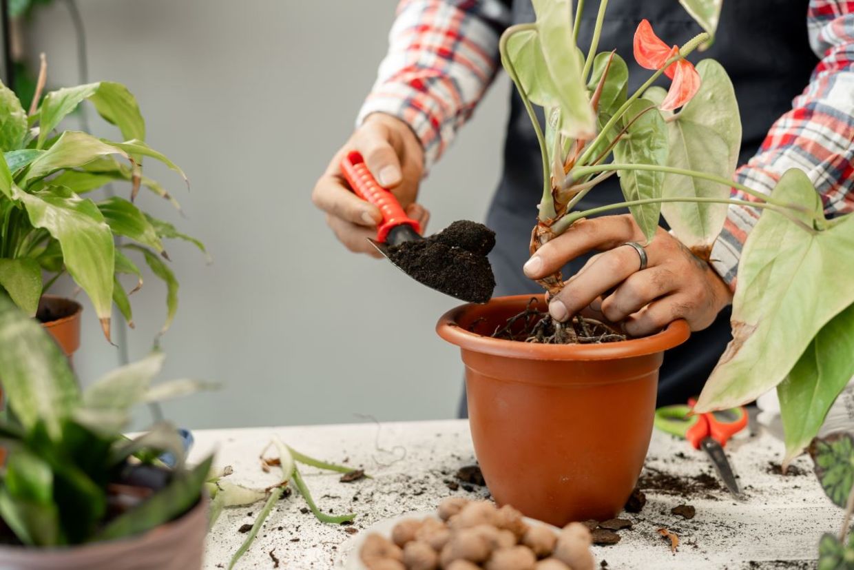 Repot pots when necessary.