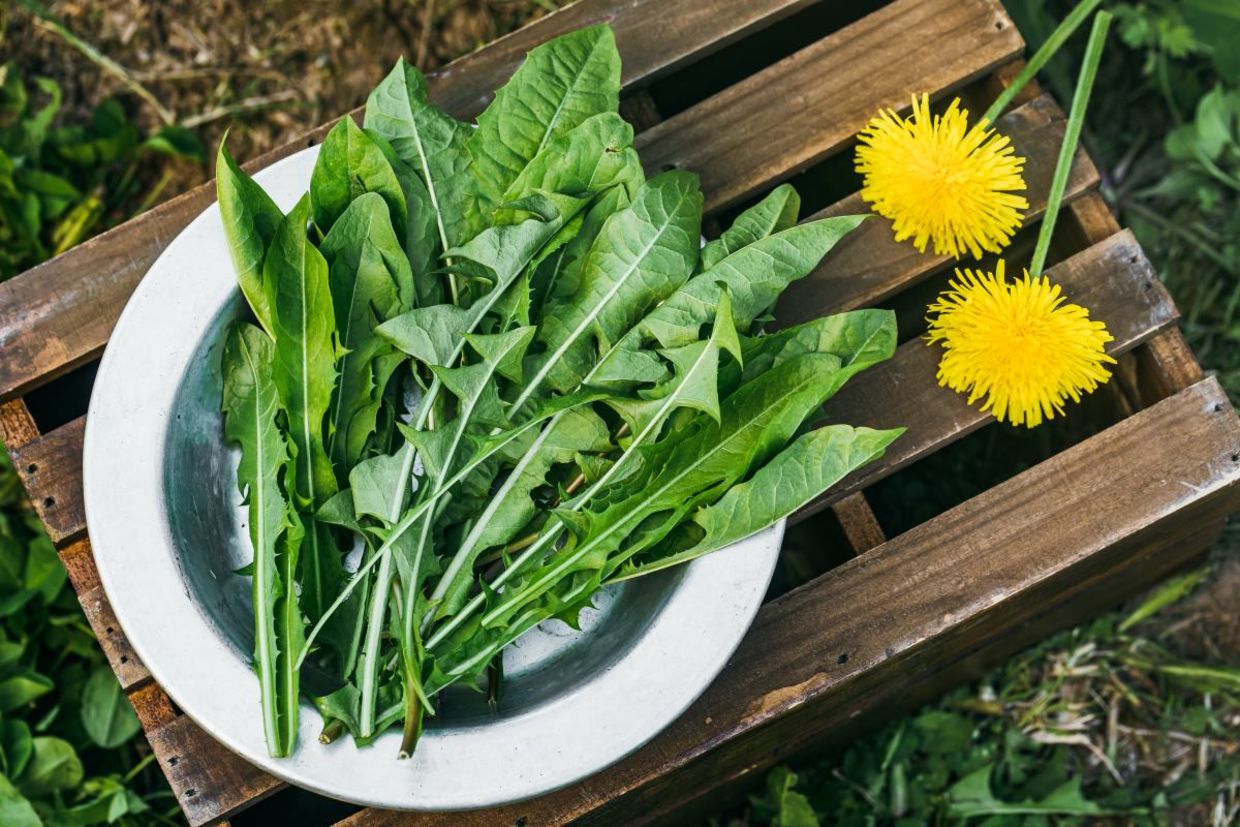 Freshly picked edible dandelion leaves in plate.