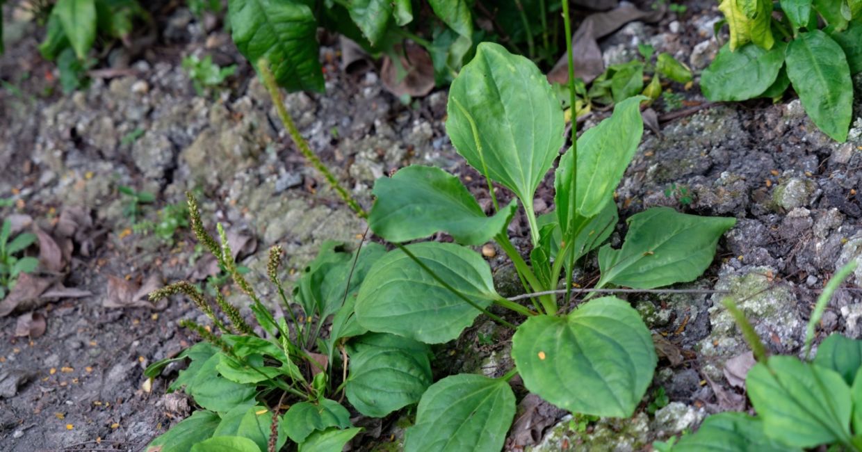 Broadleaf plantain is a medicinal plant.