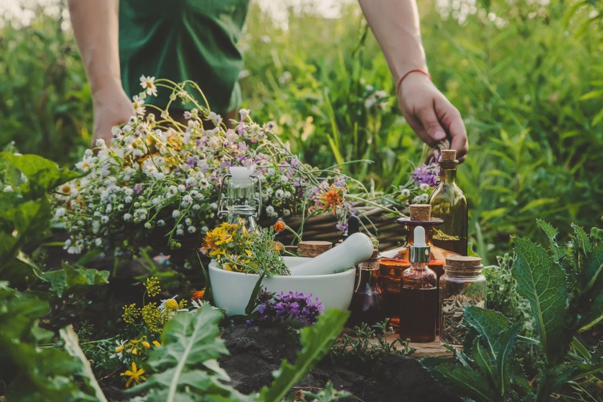 Picking medicinal weeds.