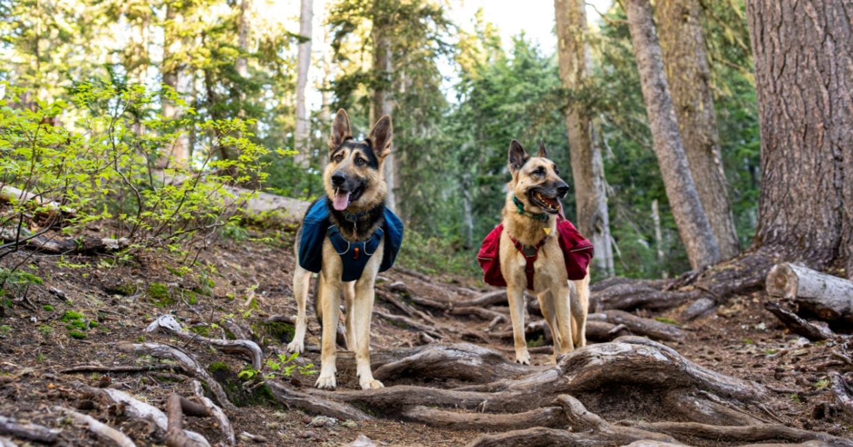 Two dogs wearing packs.