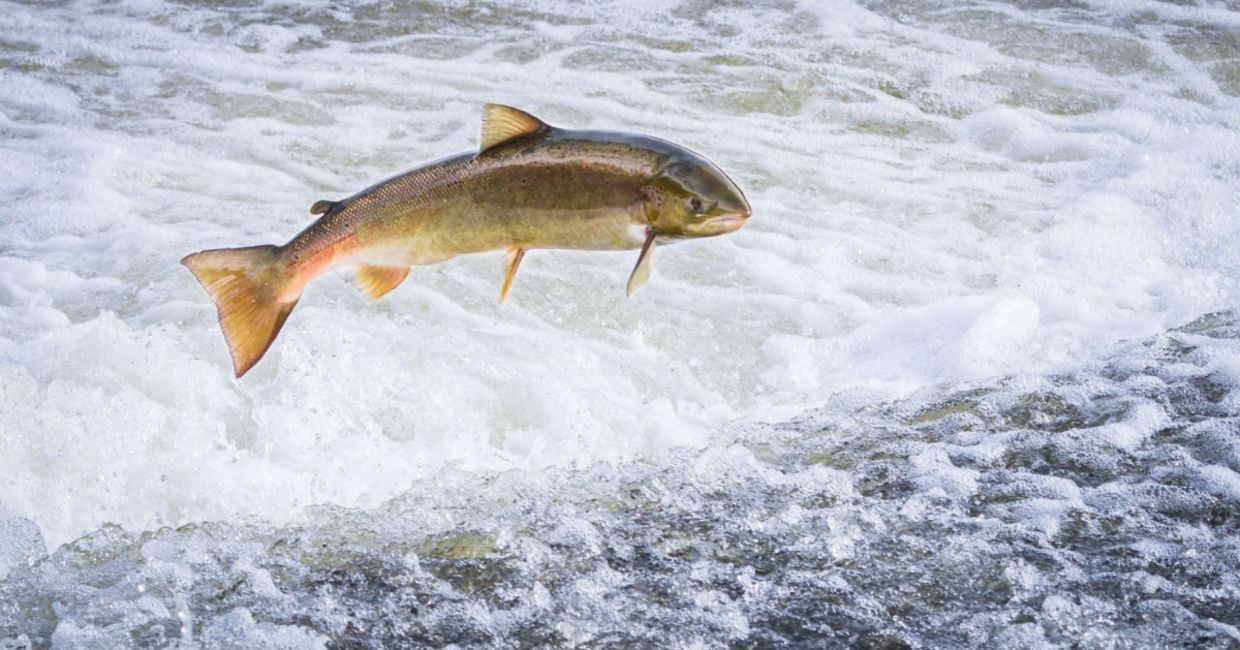 Atlantic salmon leaping.