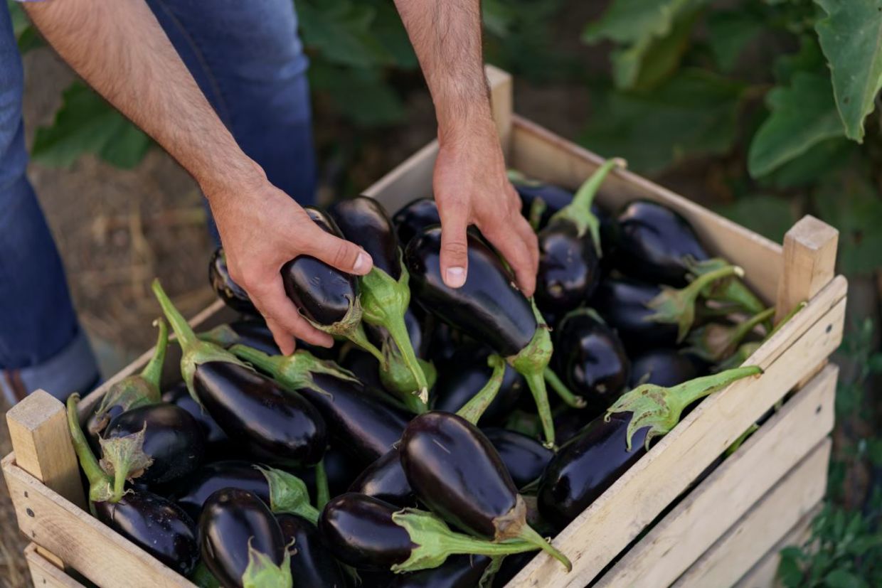 the peels of eggplants are full of vitamins and minerals.