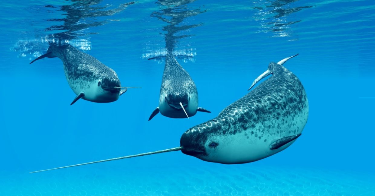 Narwhal males in their social group or pod.