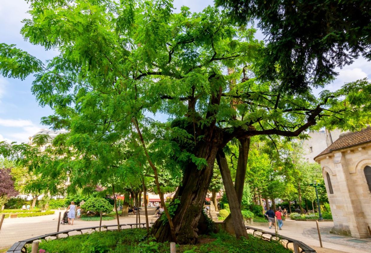 A tree in Paris.