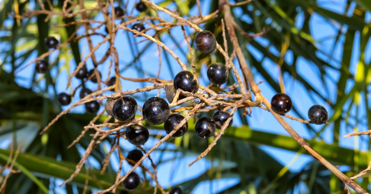 Saw palmetto berries.