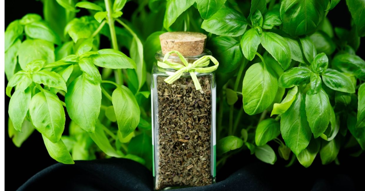 Fresh and dried basil is very good for you.