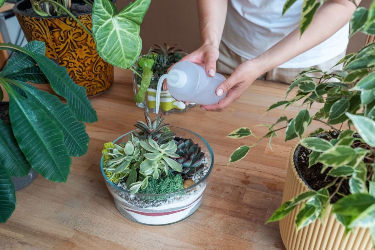 Watering your DIY terrarium.