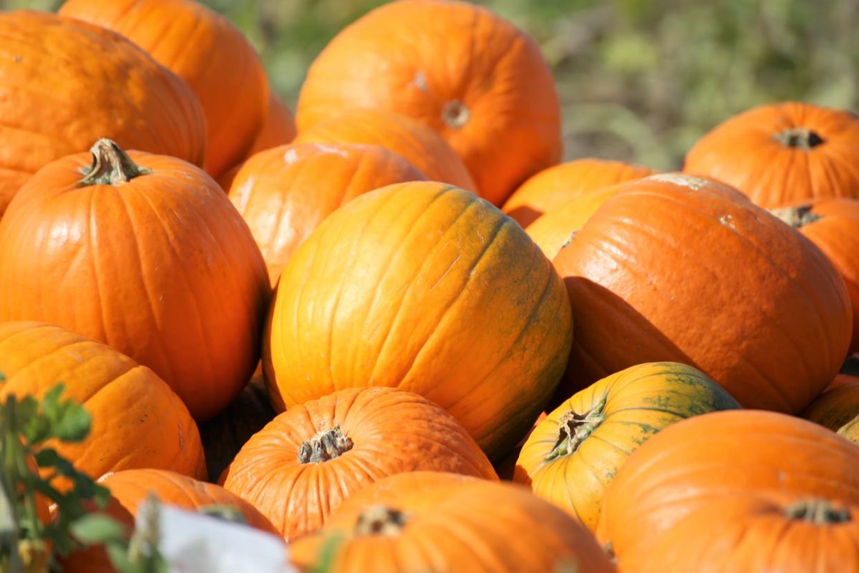 October is pumpkin season.