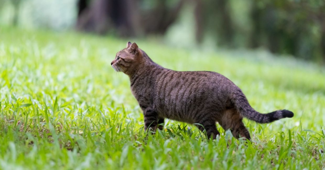 A tiger cat outdoors.