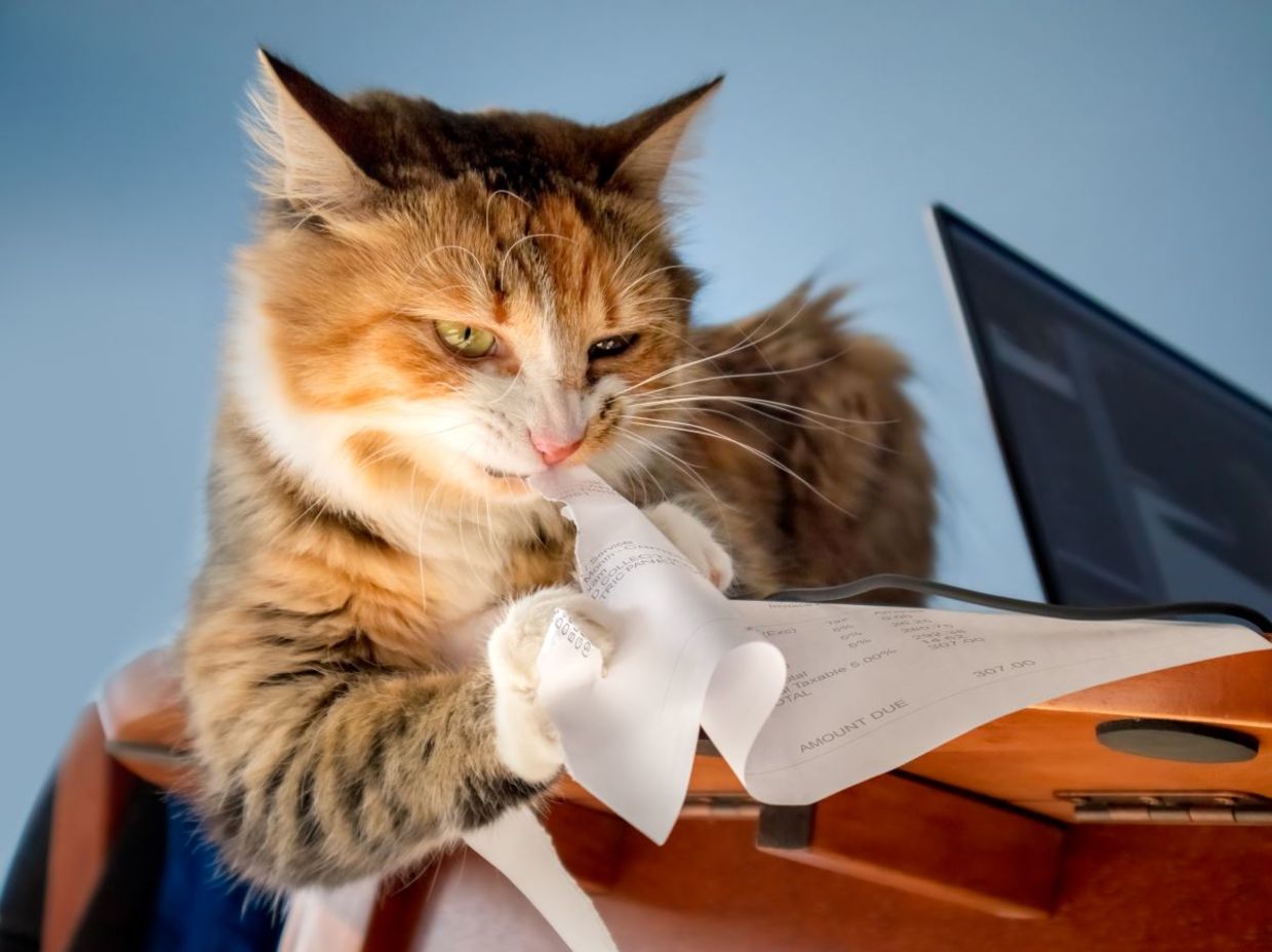 Anxious cat shredding paper.