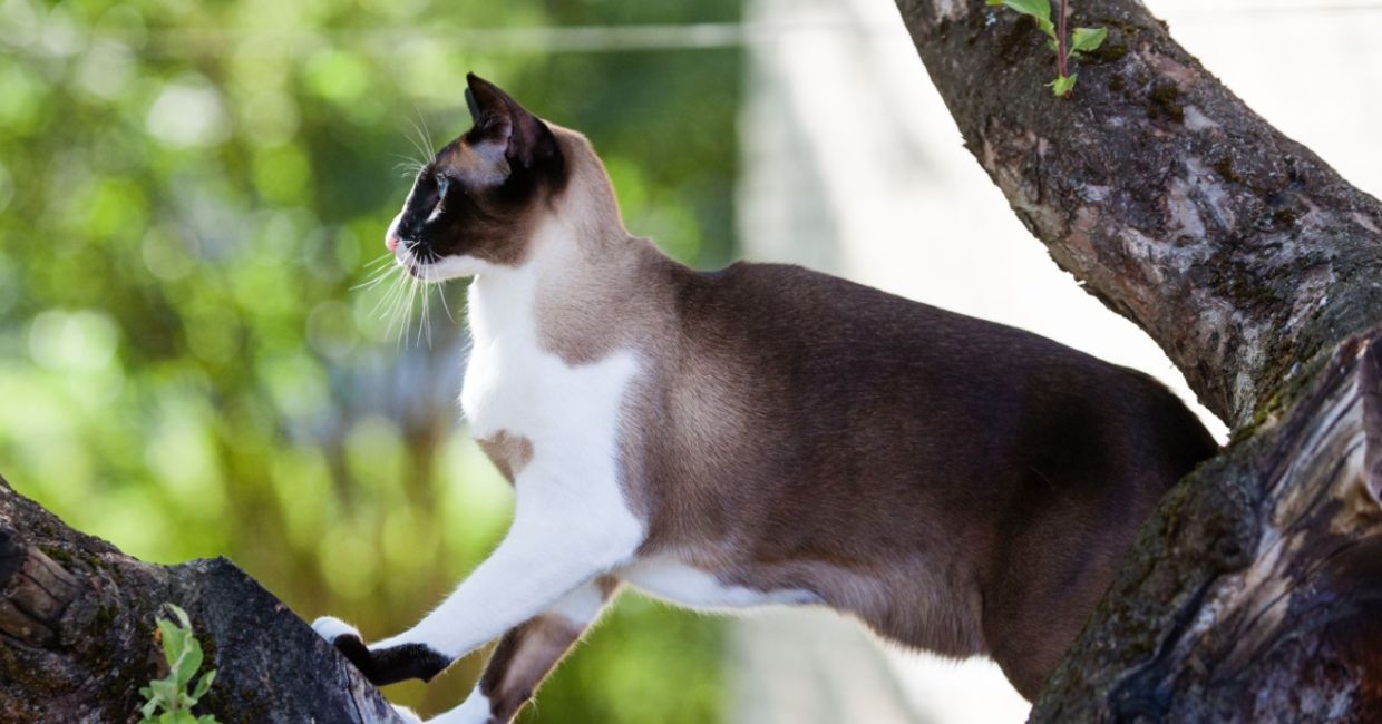 Cat on a tree limb.