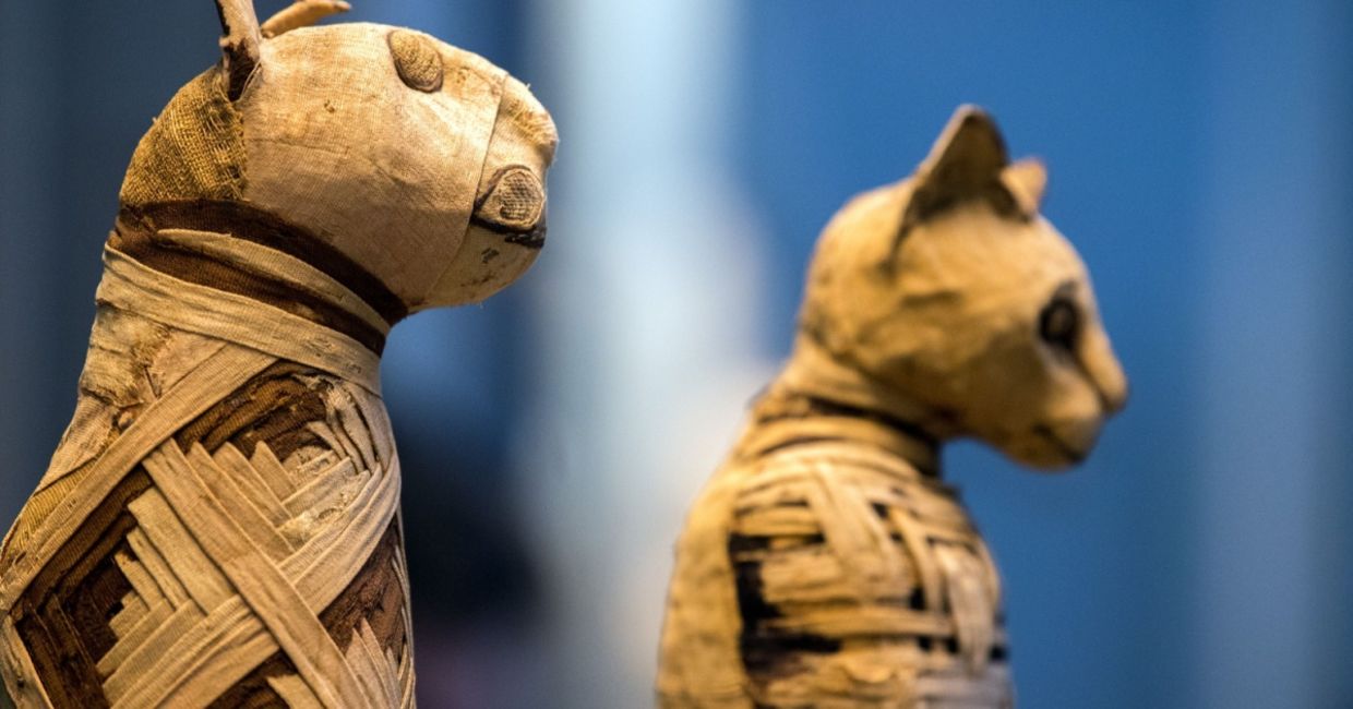 Mummified cats.