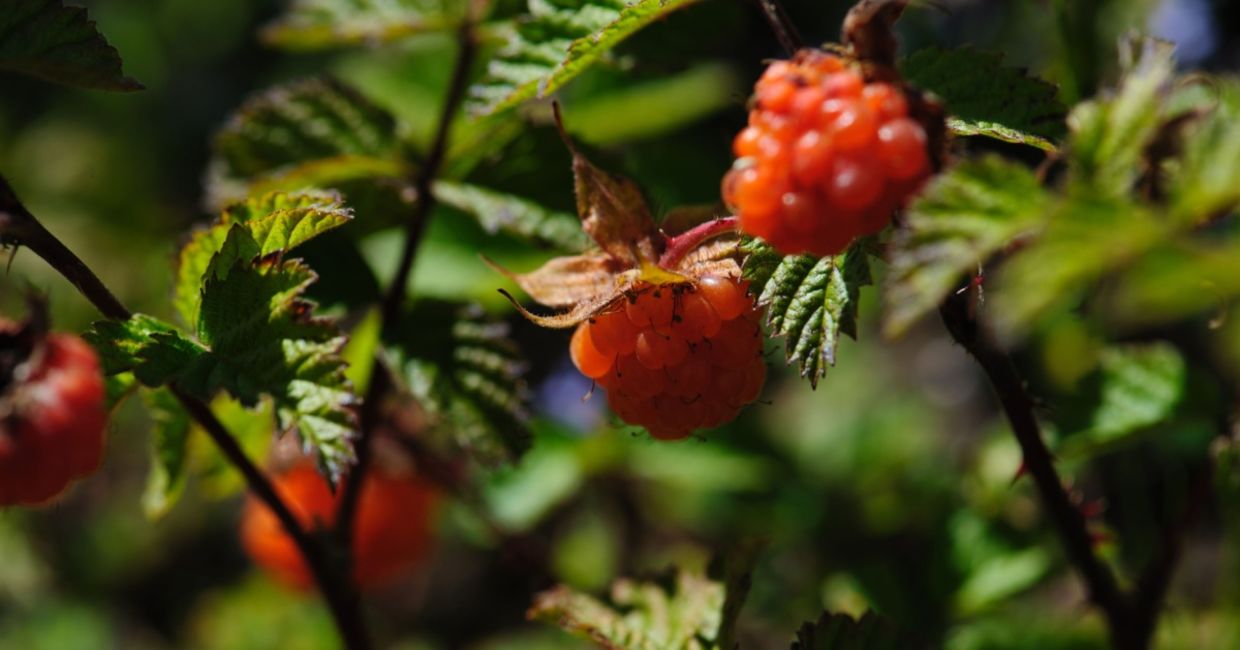 Wild raspberries have antimicrobial properties,