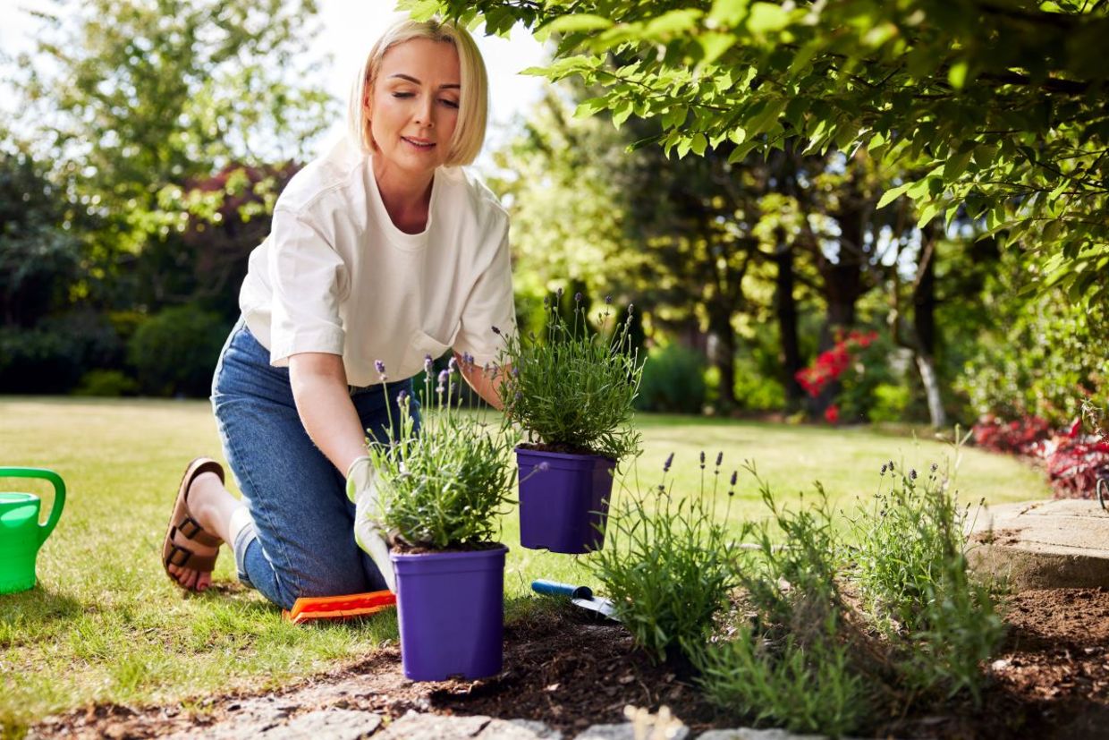 Planting a garden where paving tiles were removed