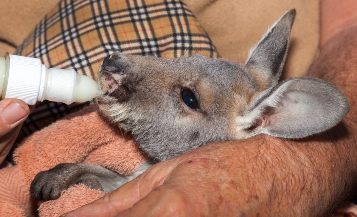 Orphaned kangaroo joey at a rescue center