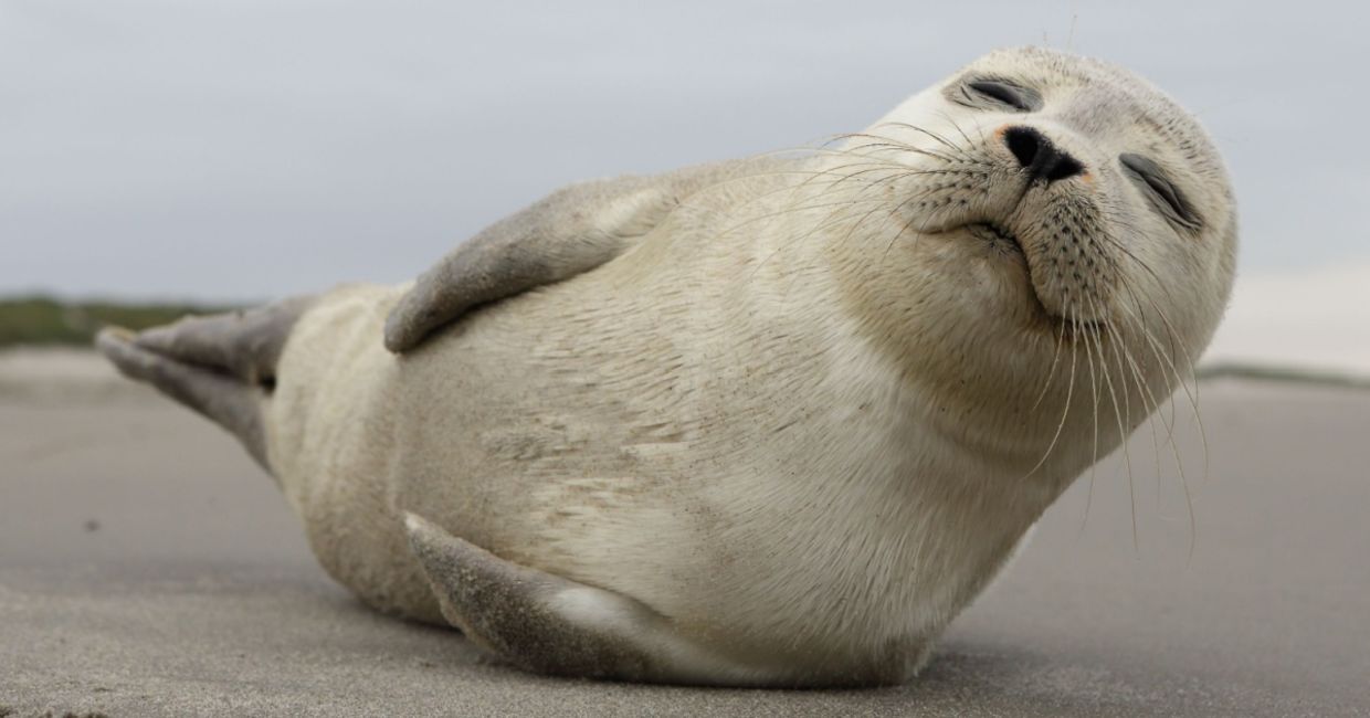 A young grey seal pup with something of an outgoing personality, and who just seems to play to the camera!