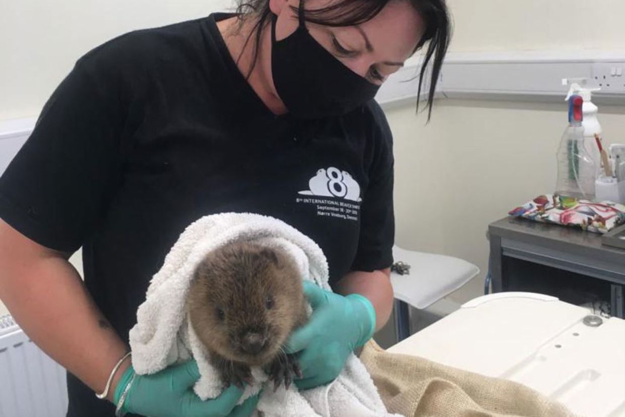 Dr. Roisin Campbell-Palmer is working to save beavers.