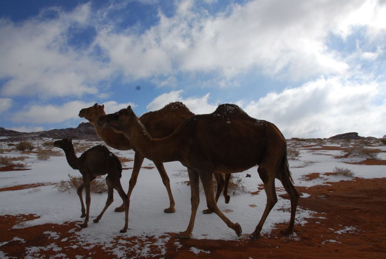 Camels in the snow.