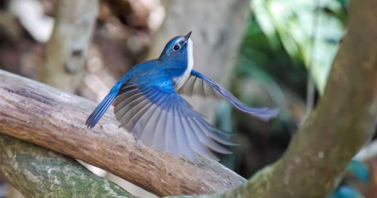 A happy blue bird, the Red-flanked Bluetail.