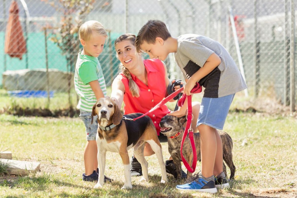 Family walking shelter dogs.