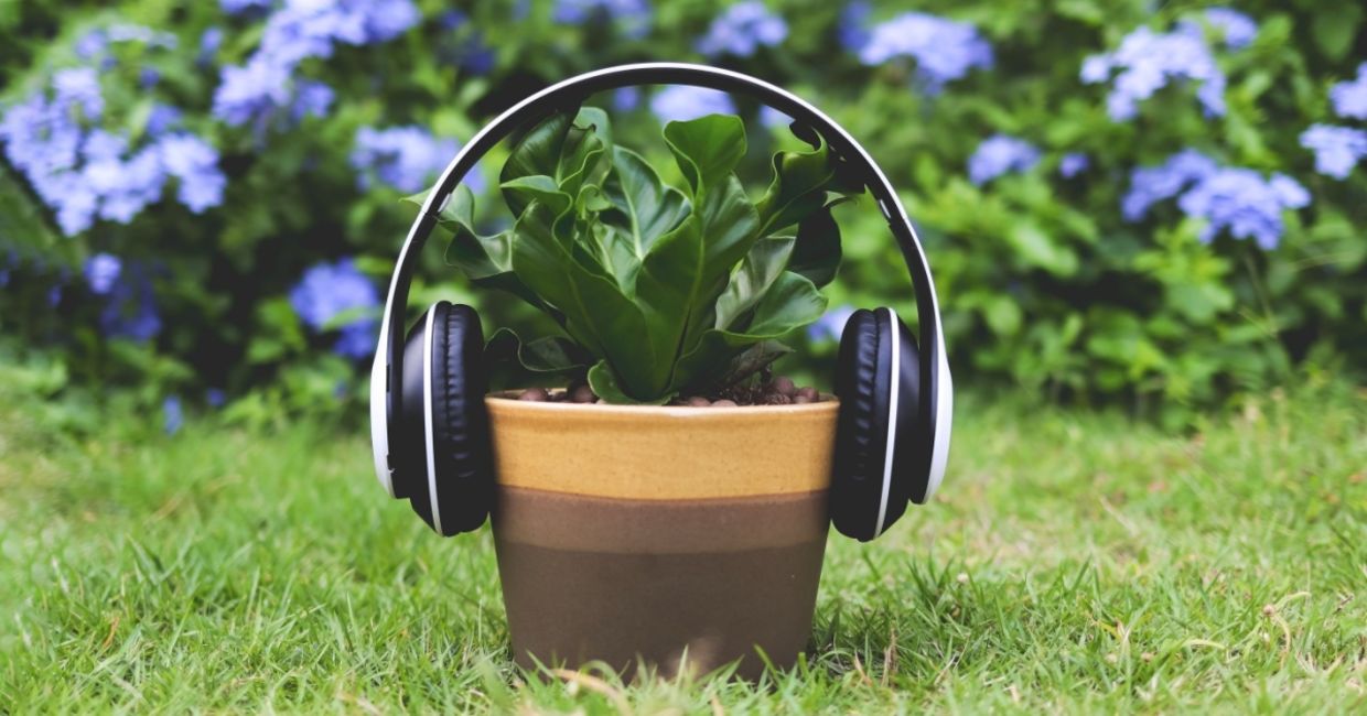 Headphones on a Bird's nest fern.