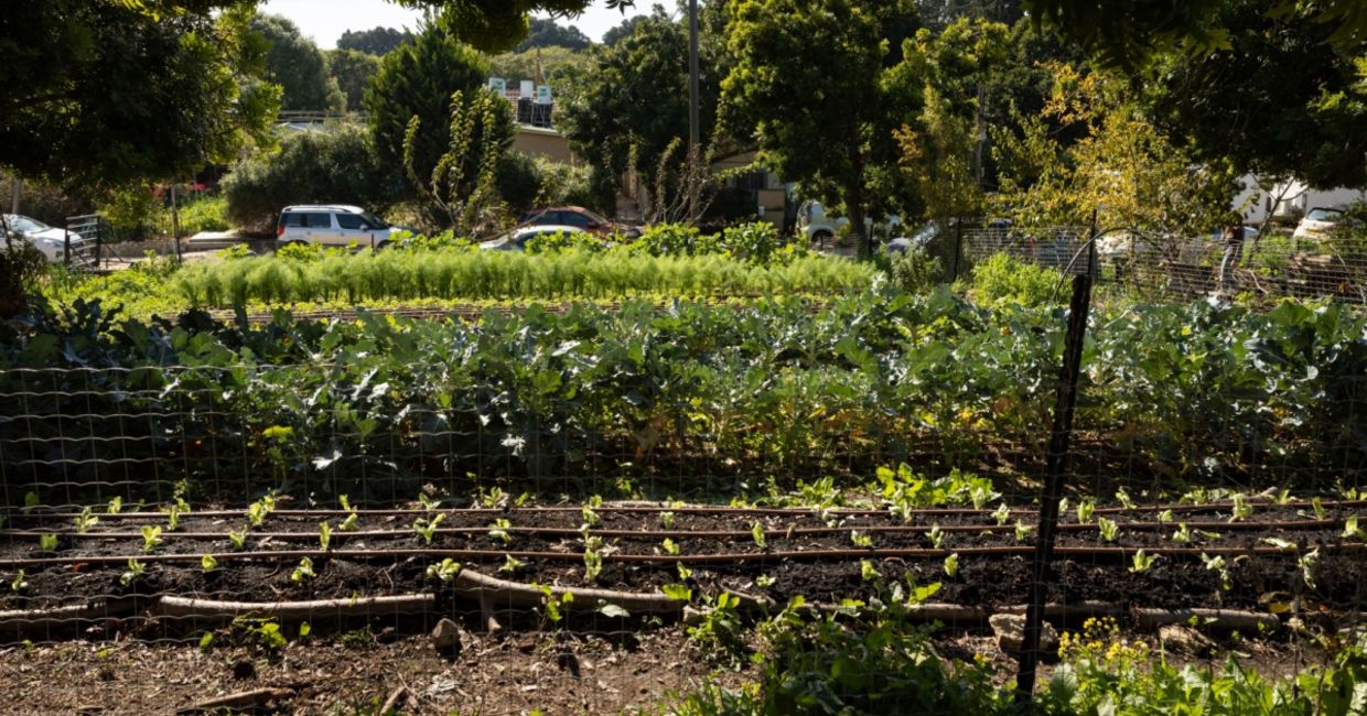 Community garden in Israel.