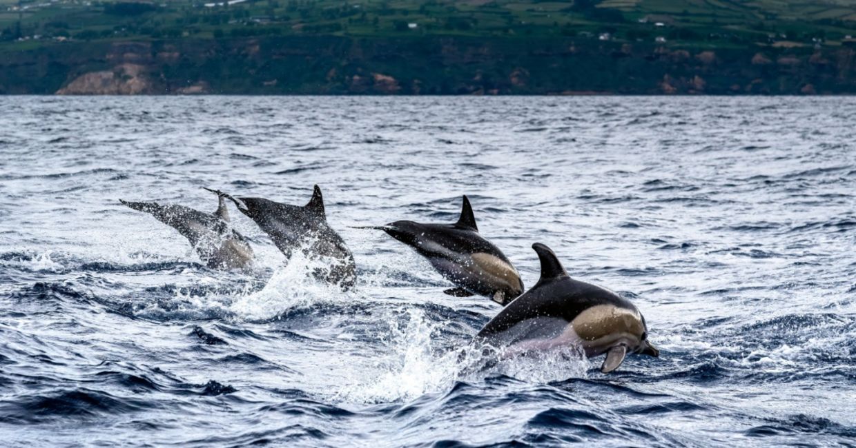 Dolphins jumping in the sea at Sao Miguel Island in the Azores.