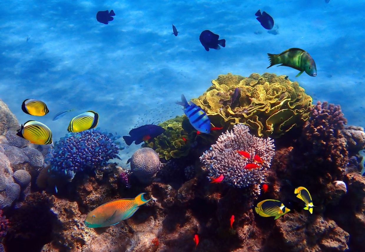 School of fish in the corals of Eilat.