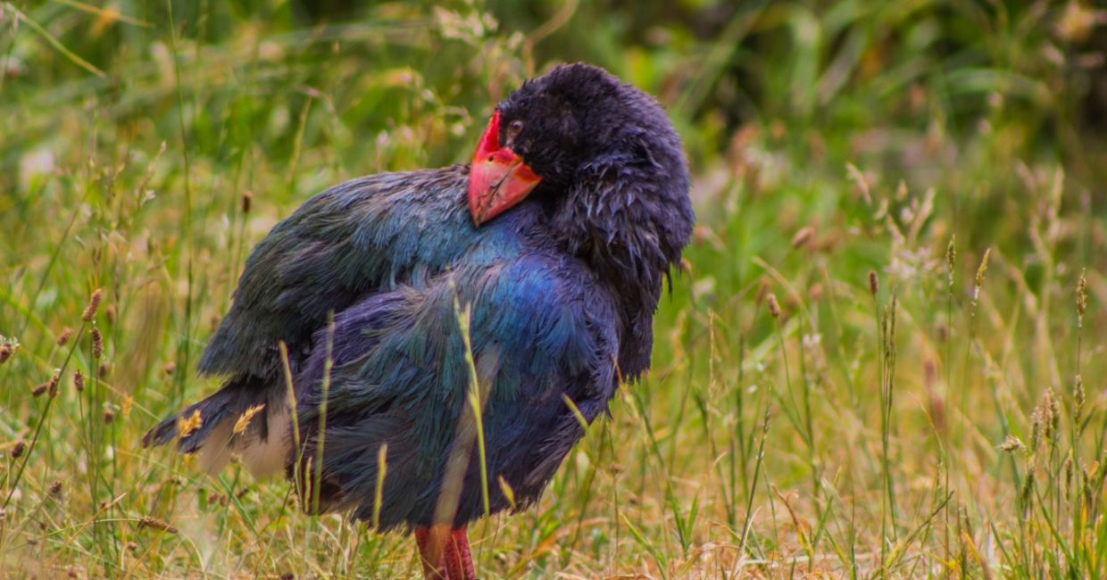 A takahē (Porphyrio hochstetteri), a brilliantly feathered New Zealand flightless bird.