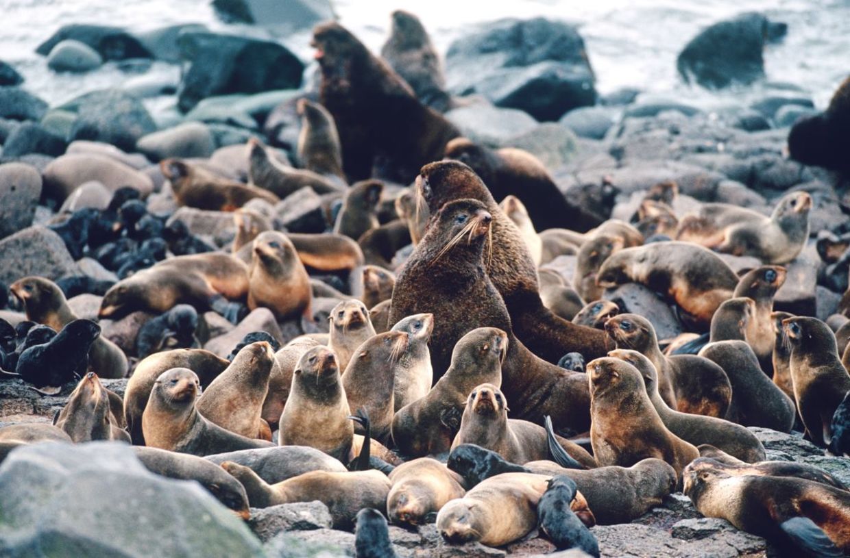 Northern fur seals.