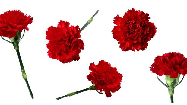 Carnations Carnations