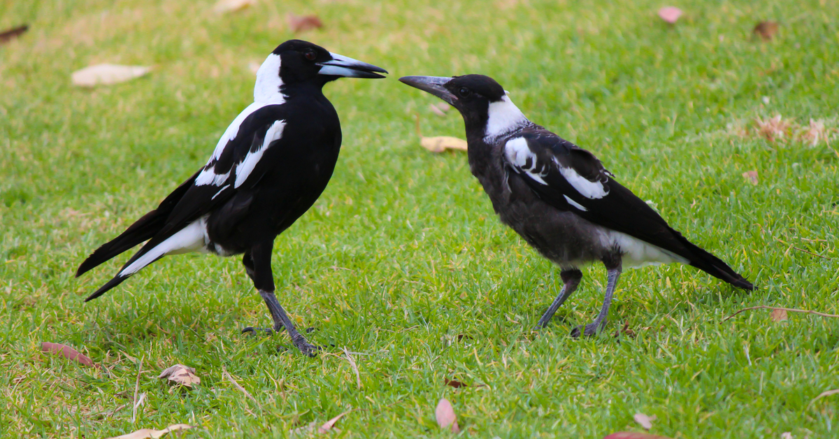 Magpies Outwit Scientists by Helping Each Other - GOODNET | Gateway to ...
