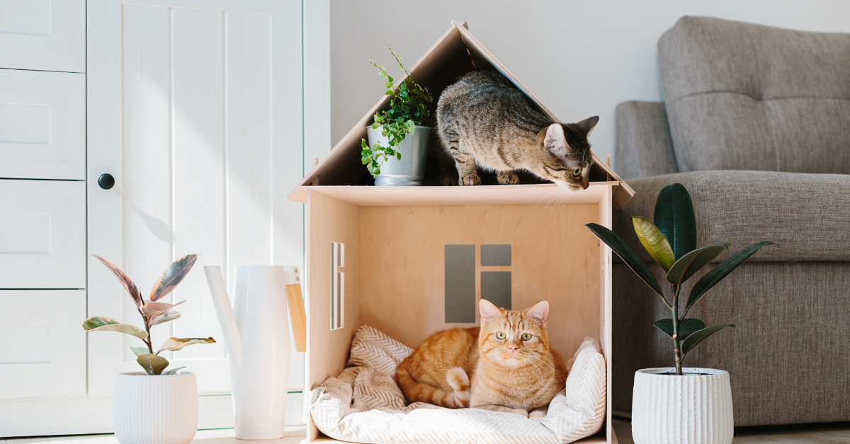 Retirement Village Where Cats Live out Their Golden Years in Style ...
