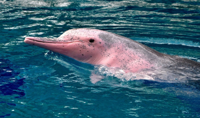 All About the Rare Pink Dolphin - GOODNET | Gateway to doing good