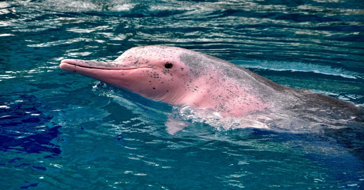 Pink Dolphin(Duet) 500ml 40度 Pink Dolphin(Duet) 500ml 40度 DUET】Flash Rose Dolphin 40% 500ml