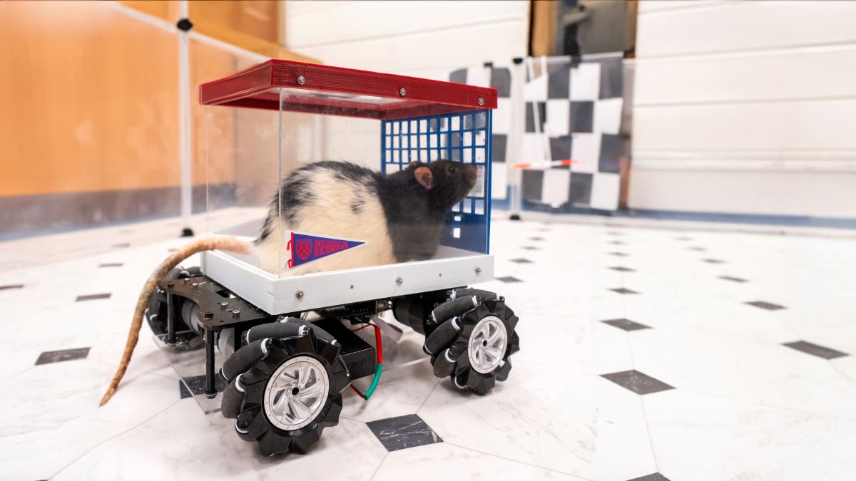 High Speed Rat Rat Roadsters Taught Researchers to Relish the Journey - GOODNET ...