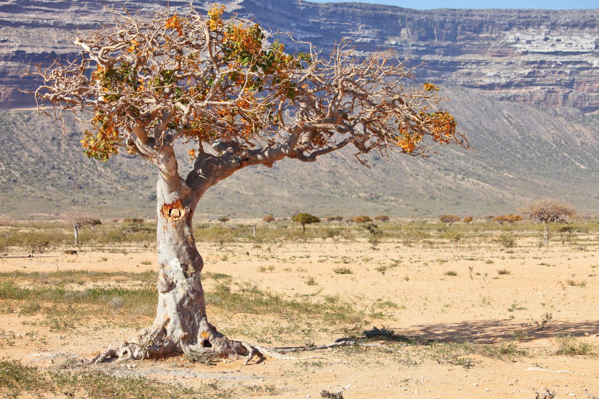 Ancient Tree Grows in Israel From 1,000-Year-Old Seeds - GOODNET ...