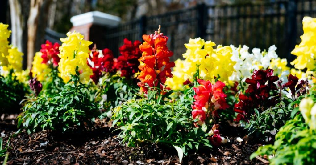 Snap dragons are safe for your fur babies.
