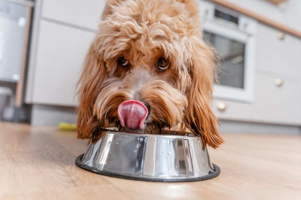 A brown dog eats food from a bowl in the kitchen.