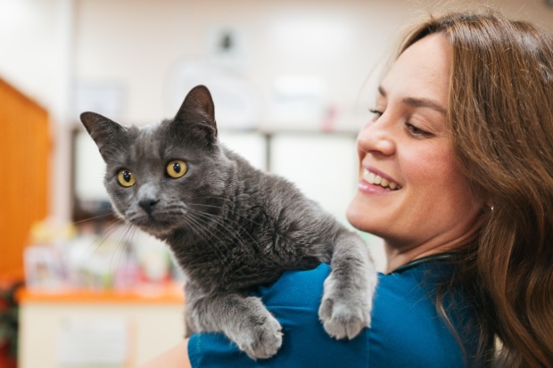 A veterinary professional holds a grey cat. 